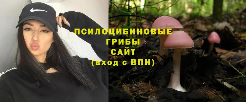 где продают   Гаврилов-Ям  Псилоцибиновые грибы Psilocybe 